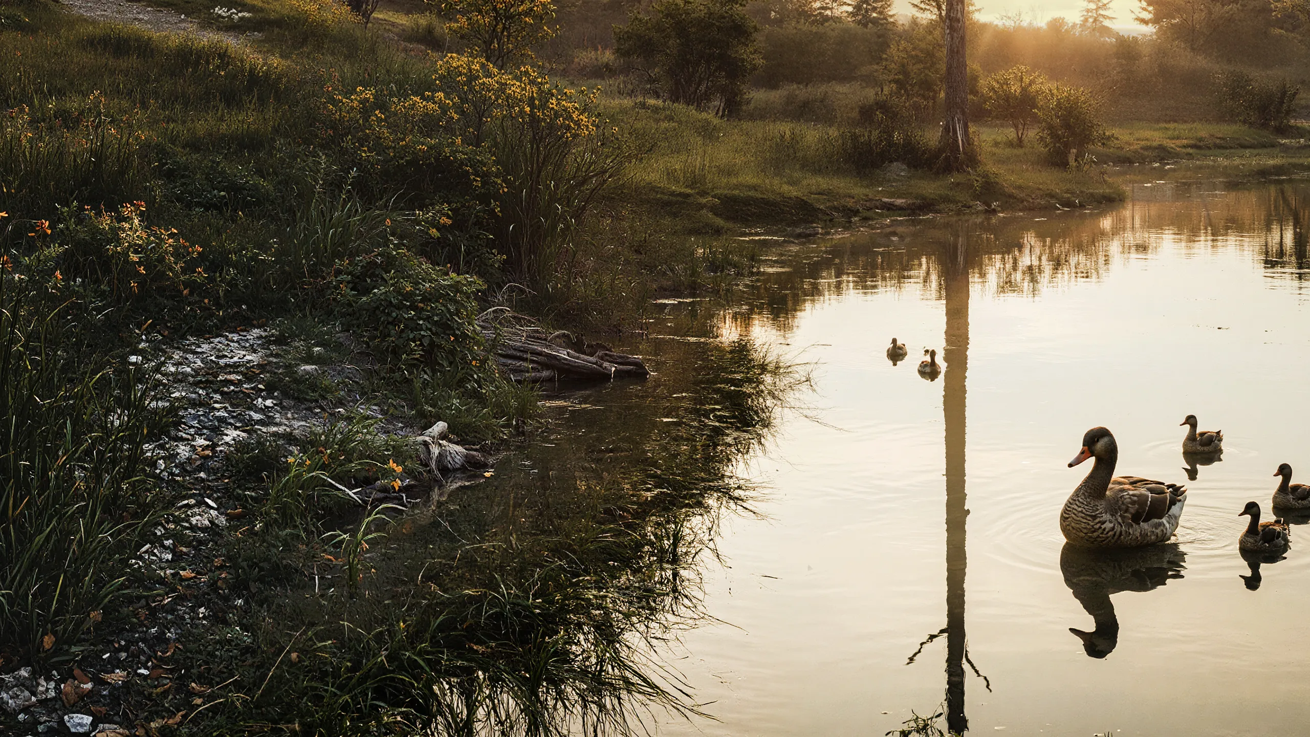 Коттеджи коллекции - E